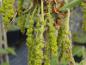 Preview: Männliche Blüten bei Quercus dentata