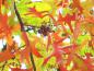 Preview: Eicheln und rotes Laub der Quercus palustris