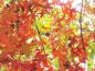 Preview: Quercus palustris - leuchtende Herbstfärbung