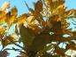 Preview: Goldgelbe Blätter im Herbst bei der Pontischen Eiche