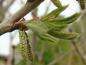 Preview: Quercus pontica mit Blüten