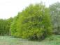 Preview: Das Laub einer noch jungen Stieleiche (Quercus robur) im Mai