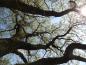 Preview: Mächtige Äste der Deutschen Eiche (Quercus robur)
