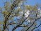 Preview: Quercus robur im Frühjahr