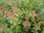 Preview: Berberis buxifolia Nana mit rotem Austrieb