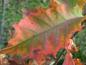 Preview: Amerikanische Roteiche - buntes Herbstlaub