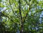 Preview: Quercus rubra - ausladende Krone