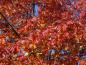 Preview: Tolle Herbstfärbung der Roteiche (Aufnahme von Mitte Oktober)