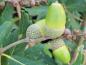 Preview: Eicheln der Halbimmergrünen Eiche (Quercus turneri Pseudoturneri)