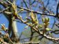 Preview: Quercus turneri Pseudoturneri im Mai