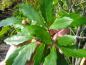 Preview: Typische Blätter von Quercus turneri Pseudoturneri