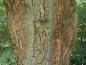 Preview: Älterer Stamm von Quercus turneri Pseudoturneri