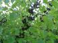 Preview: Schwarze Beeren des Kreuzdorn