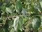 Preview: Rhamnus cathartica - Blätter