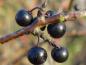 Preview: Rhamnus catharticus: Früchte und gut sichtbare Winterknospen
