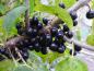 Preview: Die schwarzen Früchte des Kreuzdorns wurden früher als Abführmittel verwendet.