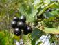 Preview: Zum Ende des Sommers werden die Beeren des Faulbaum schwarz