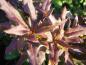 Preview: Berberis gagnepainii var. lanceifoliamit beginnender Herbstfärbung