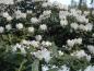 Preview: Weißblühende Alpenrose Cunningsham´s White