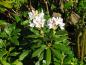 Preview: Rhododendron Cunningham's White - weiße Blüten und rosa Knospen