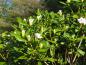 Preview: Rhododendron Cunningham's White kurz vor dem Aufblühen