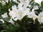 Preview: Weißblühender Rhododendron Cunningham's White