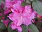 Preview: Rosa Blüte der Vorfrühlings-Alpenrose