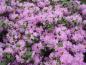 Preview: Die rosa Vorfrühlings-Alpenrose in voller Blüte