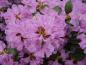 Preview: Vorfrühlings-Alpenrose - rosa Blüten