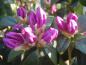 Preview: Blütenknospen bei Rhododendron praecox