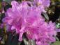 Preview: Nahaufnahme der rosa Blüte der Vorfrühlings Alpenrose