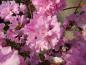Preview: Reiche Blüte des Rhododendron praecox