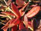Preview: Rote Herbstfärbung der Berberis hookeri im Oktober