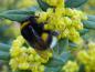 Preview: Blüte als Nahrungsquelle für Hummeln und Bienen - Berberis hookeri