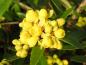 Preview: Die gelben Blüten der Berberis hookeri öffnen sich langsam.