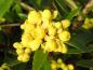 Preview: Berberis hookeri