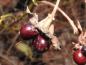 Preview: Hübsche schwarzrote Beeren der Rosenkerrie