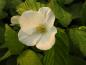 Preview: Rhodotypos scandens
