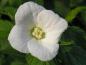 Preview: Schöne weiße Blüte bei Rhodotypos scandens