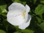 Preview: Einzigartige weiße Blüte der Rosenkerrie