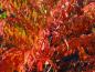 Preview: Der Geschlitztblättrige Essigbaum bildet eine prächtige Herbstfärbung