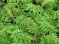 Preview: Rhus typhina Dissecta- grüne farnartige Blätter im Sommer