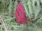 Preview: Geschlitzblättriger Essigbaum - rote, kolbenartige Frucht