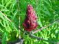 Preview: Weiblicher Rhus typhina Dissecta mit Frucht