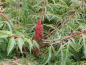 Preview: Geschlitztblättriger Essigbaum: die Blüte verfärbt sich in Verblühen rot
