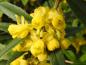 Preview: Großlättrige Berberitze (Berberis julianae): Nahaufnahme der gelben Blüten
