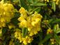 Preview: Die großblättrige Berberitze: Ein gelbes Blütenmeer im Mai