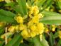 Preview: Auch bei Bienen beliebt: die leuchtend gelben Blüten der immergrünen Berberis julianae