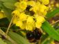 Preview: Nahaufnahme der gelben Blüten der großblättrigen Berberitze mit Hummel