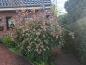 Preview: Abelia grandiflora Edward Goucher, Abelia Edward Goucher